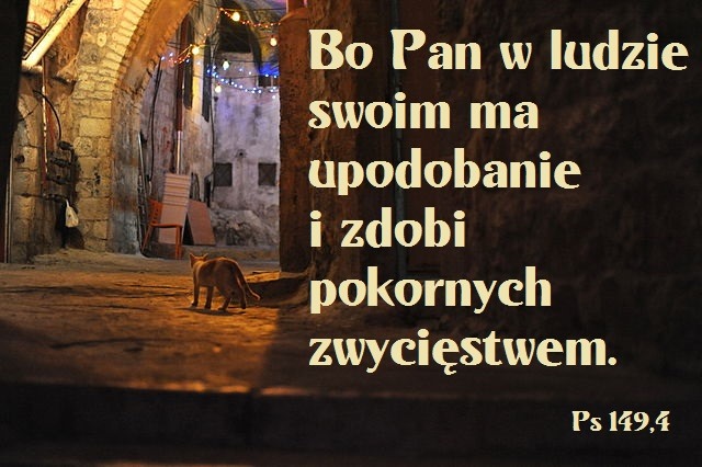 Night_cat_in_Jerusalem.jpg